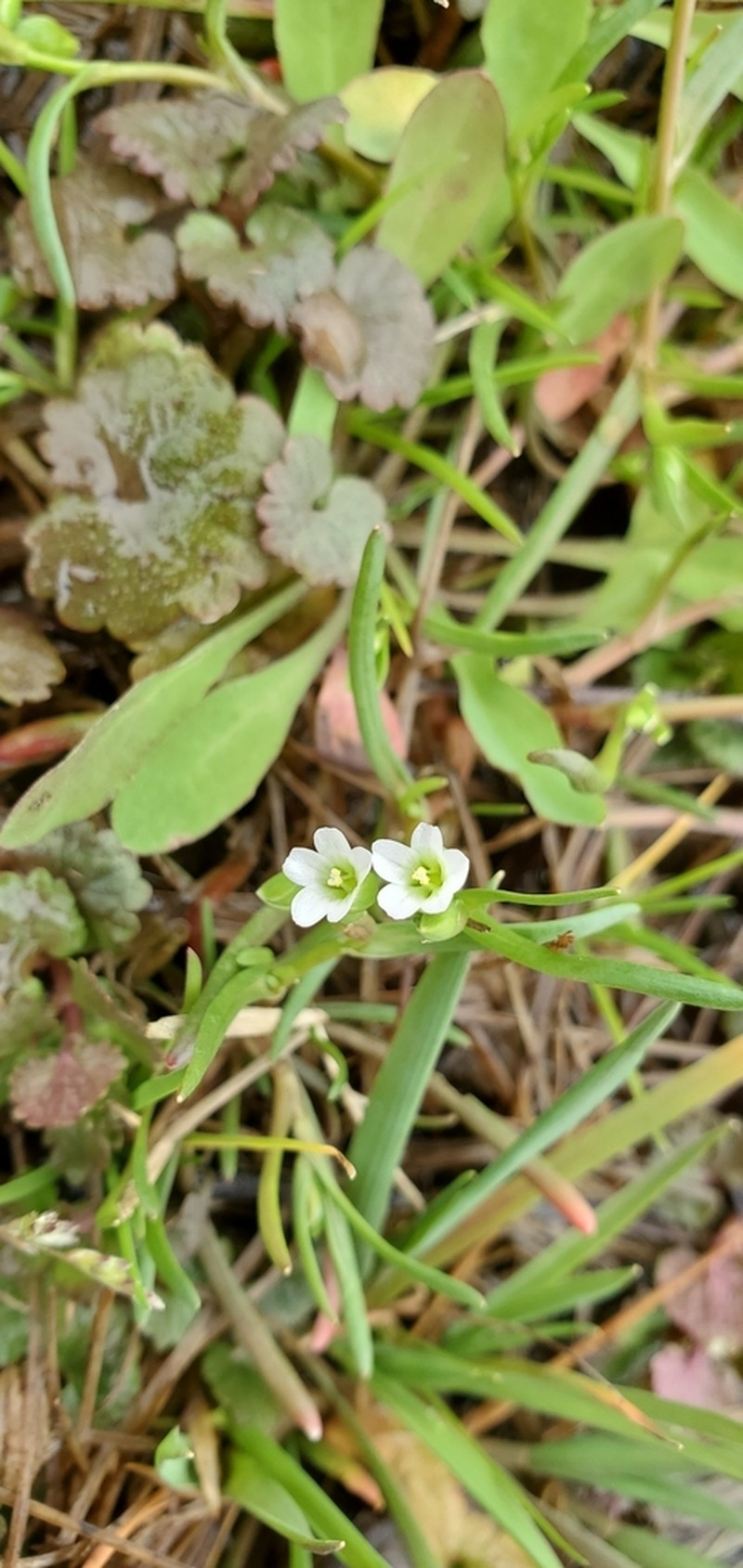 Narrowleaf Minerslettuce photo 3