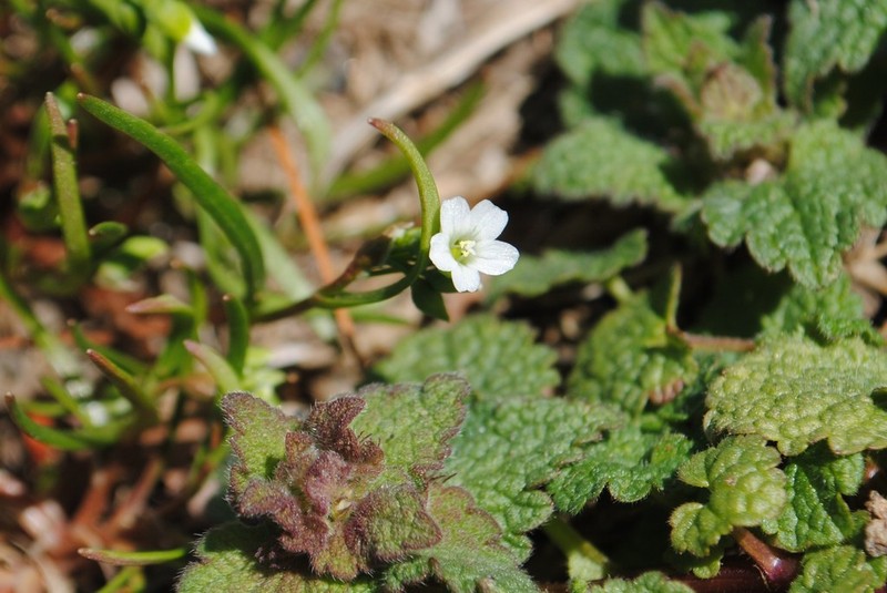 Narrowleaf Minerslettuce photo 4