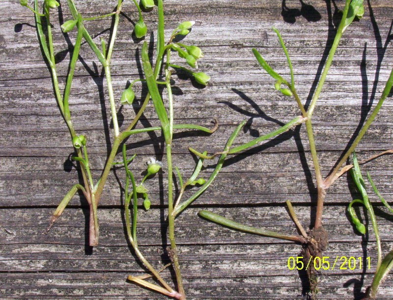 Narrowleaf Minerslettuce photo 5
