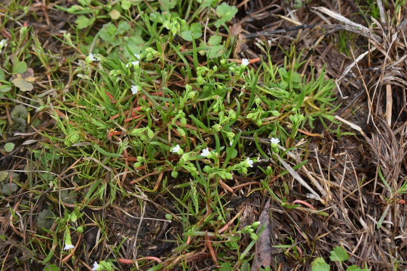 Narrowleaf Minerslettuce photo 6