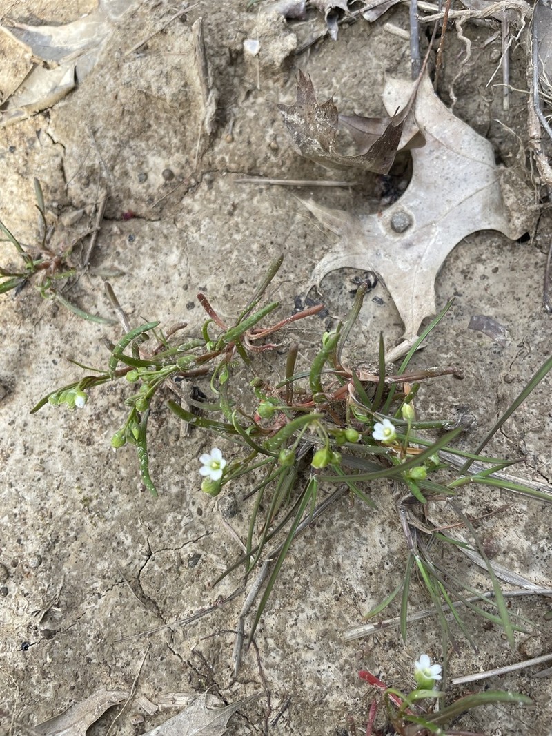 Narrowleaf Minerslettuce photo 7