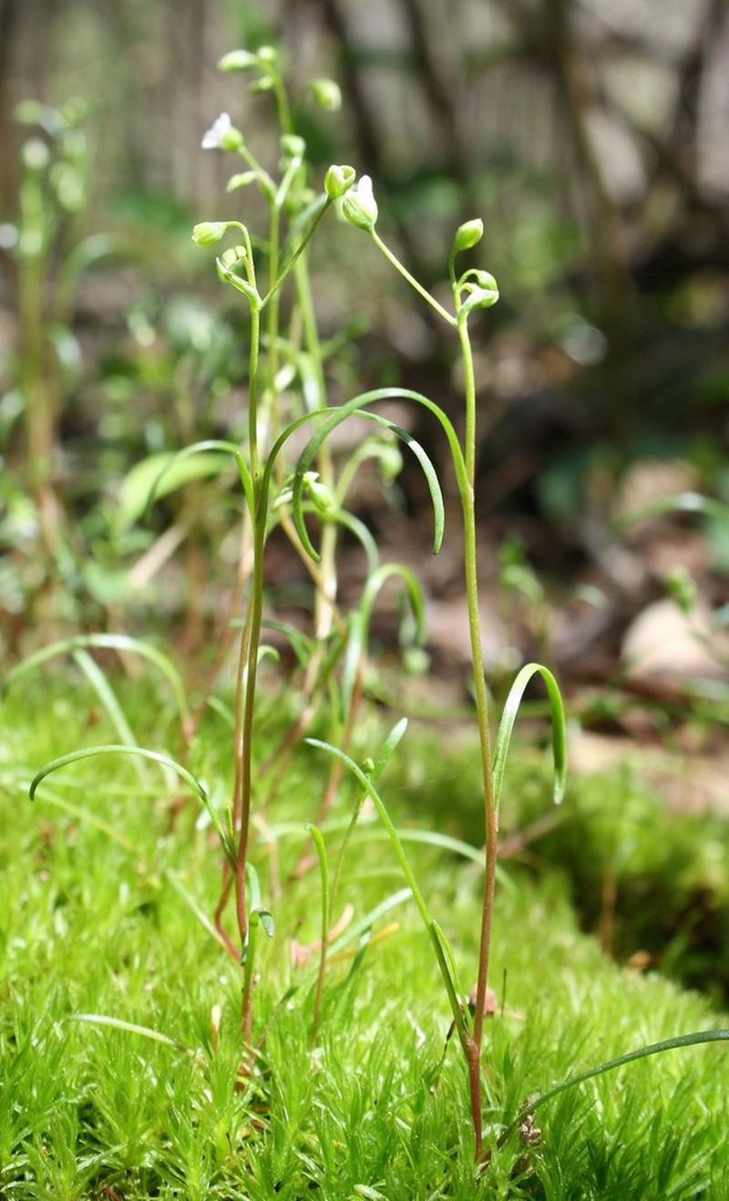 Narrowleaf Minerslettuce photo 8