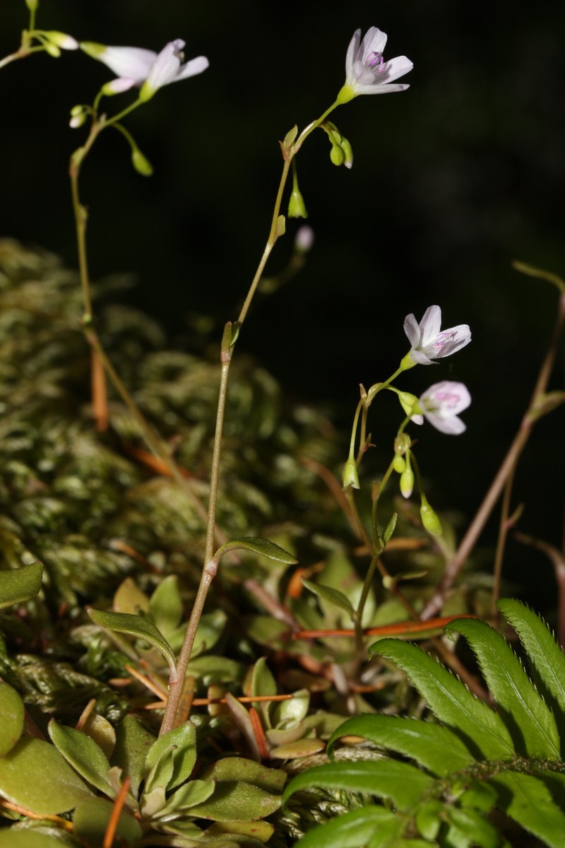 Littleleaf Minerslettuce