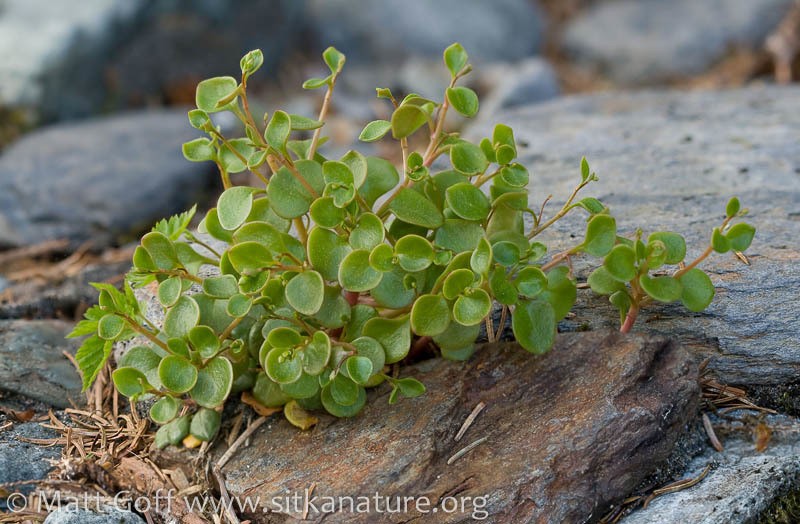 Littleleaf Minerslettuce photo 3