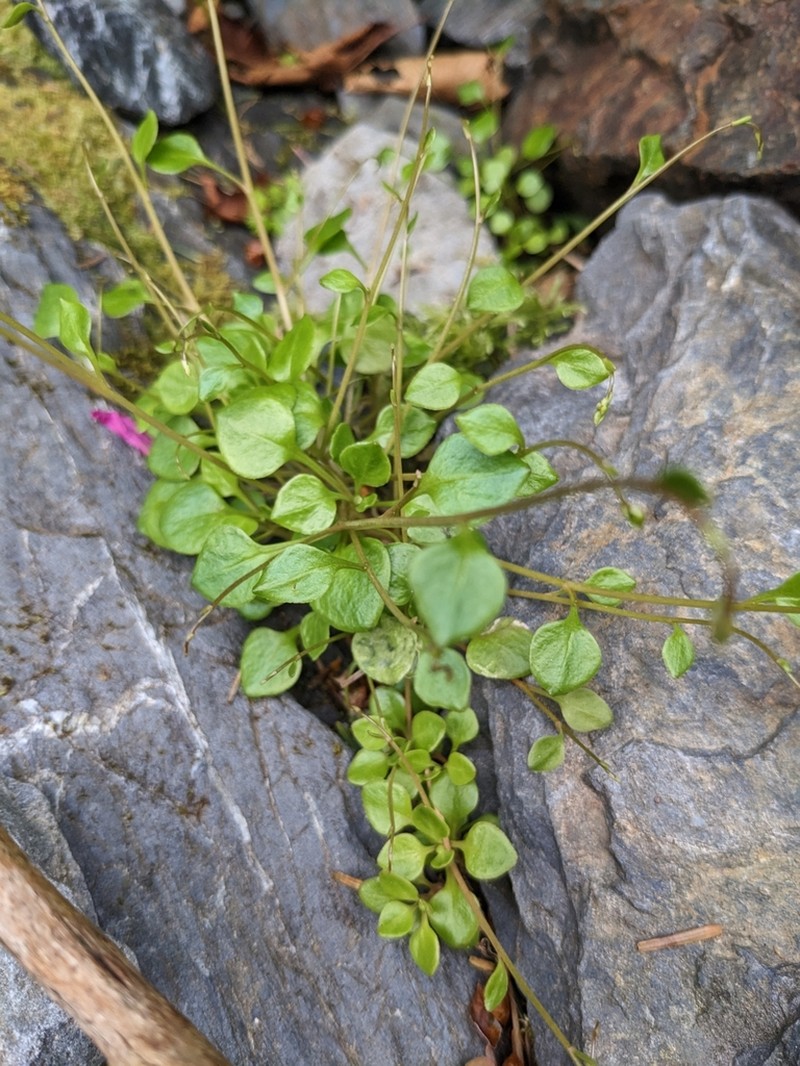 Littleleaf Minerslettuce photo 7