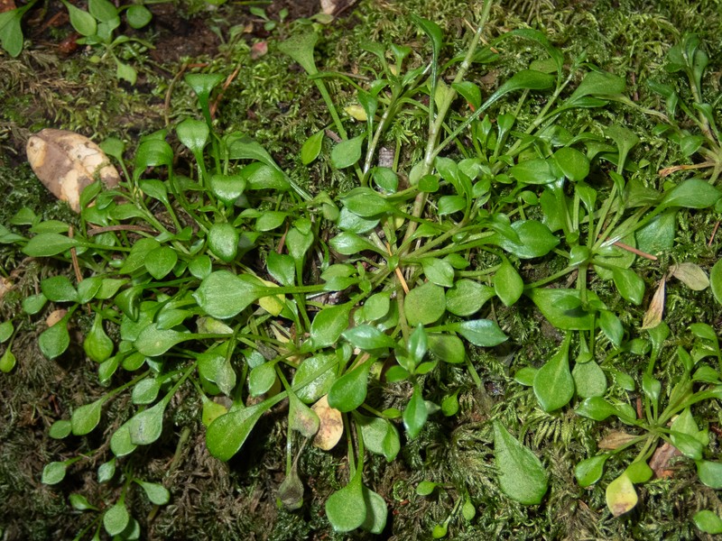 Montia parvifolia var. parvifolia