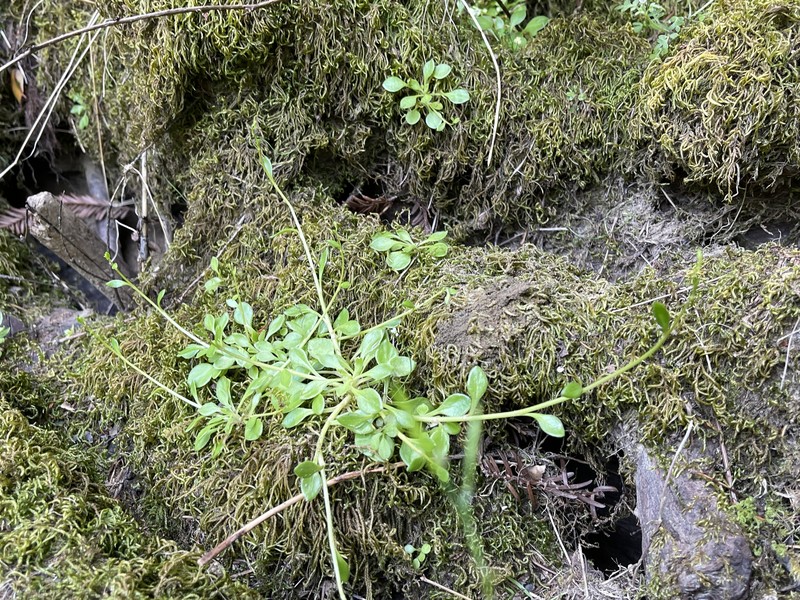 Montia parvifolia var. parvifolia photo 2