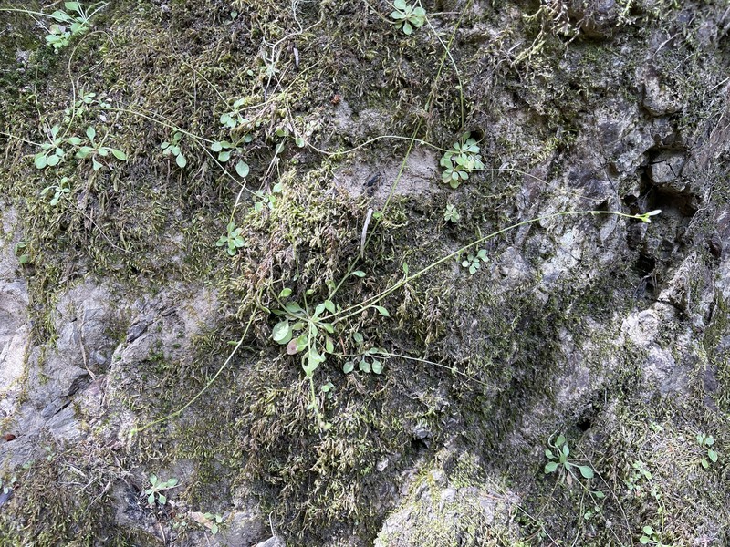 Montia parvifolia var. parvifolia photo 3