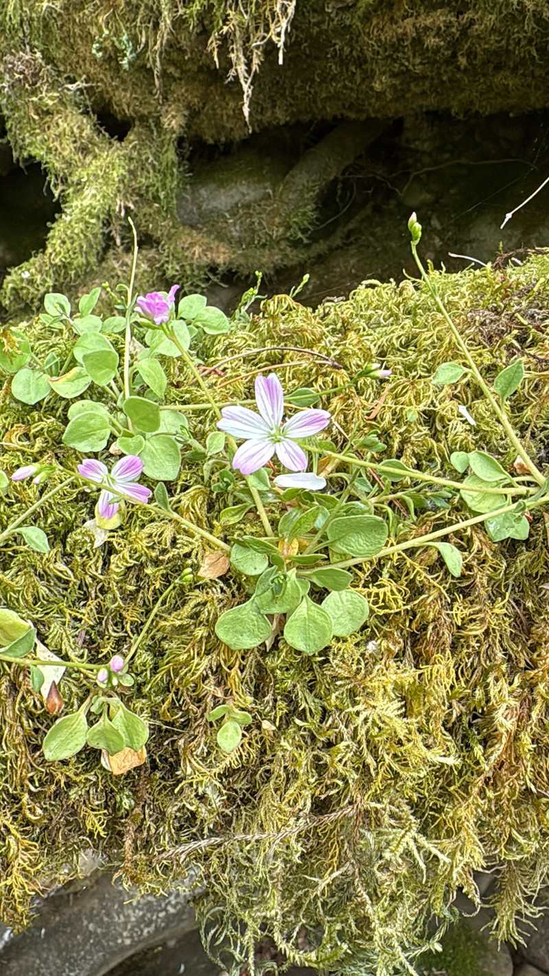 Montia parvifolia var. parvifolia photo 4