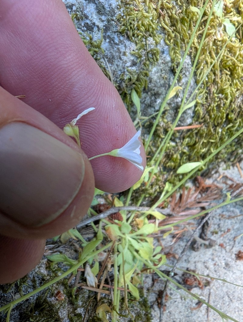 Montia parvifolia var. parvifolia photo 5