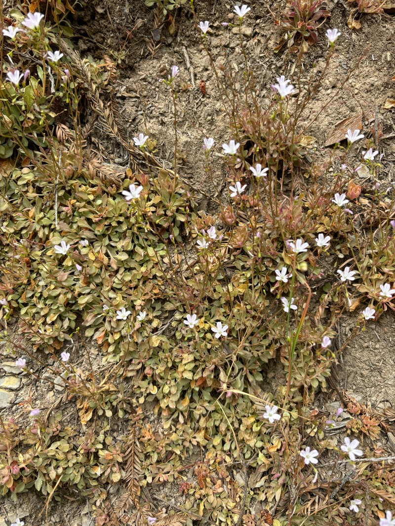 Montia parvifolia var. parvifolia photo 6