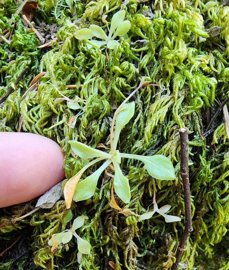 Montia parvifolia var. parvifolia photo 7