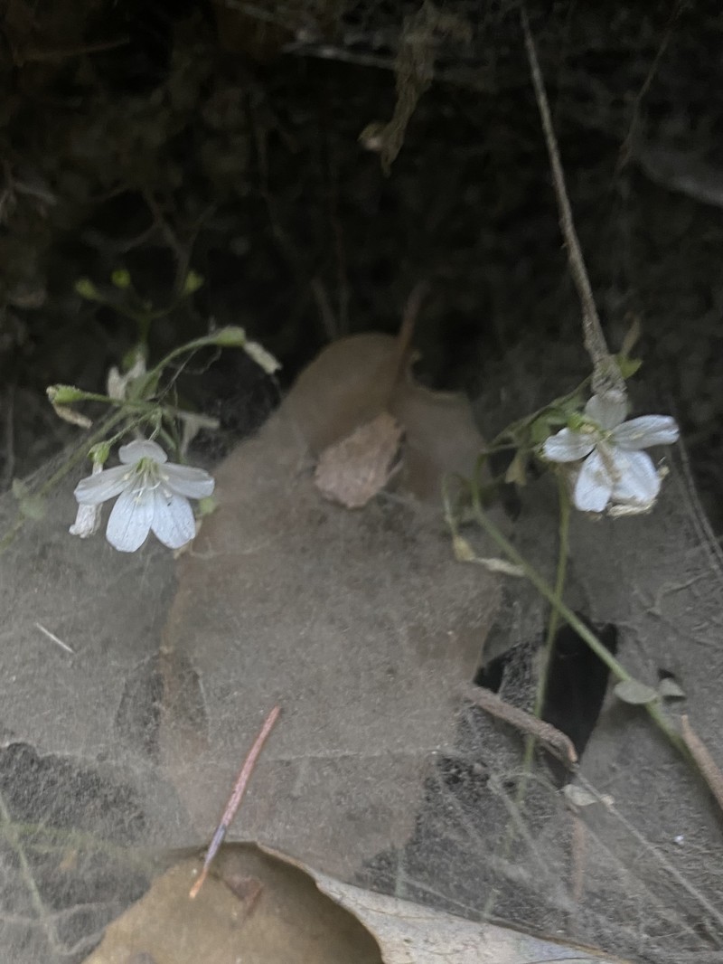 Montia parvifolia var. parvifolia photo 8