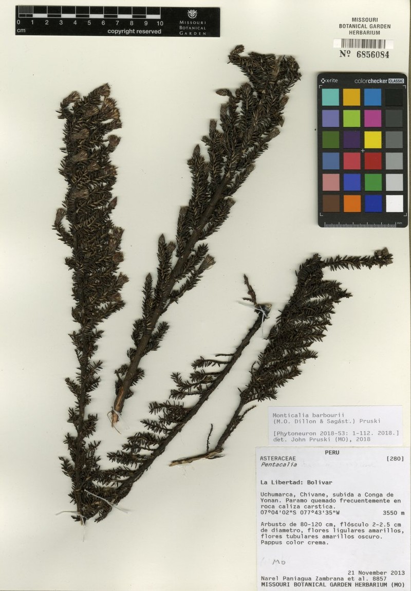 Monticalia barbourii