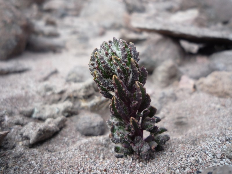 Monticalia chimborazensis
