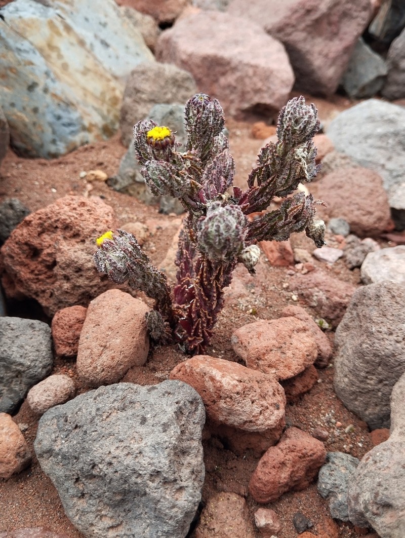 Monticalia chimborazensis photo 2