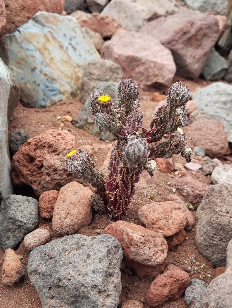 Monticalia chimborazensis photo 4
