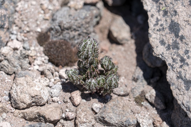 Monticalia chimborazensis photo 5