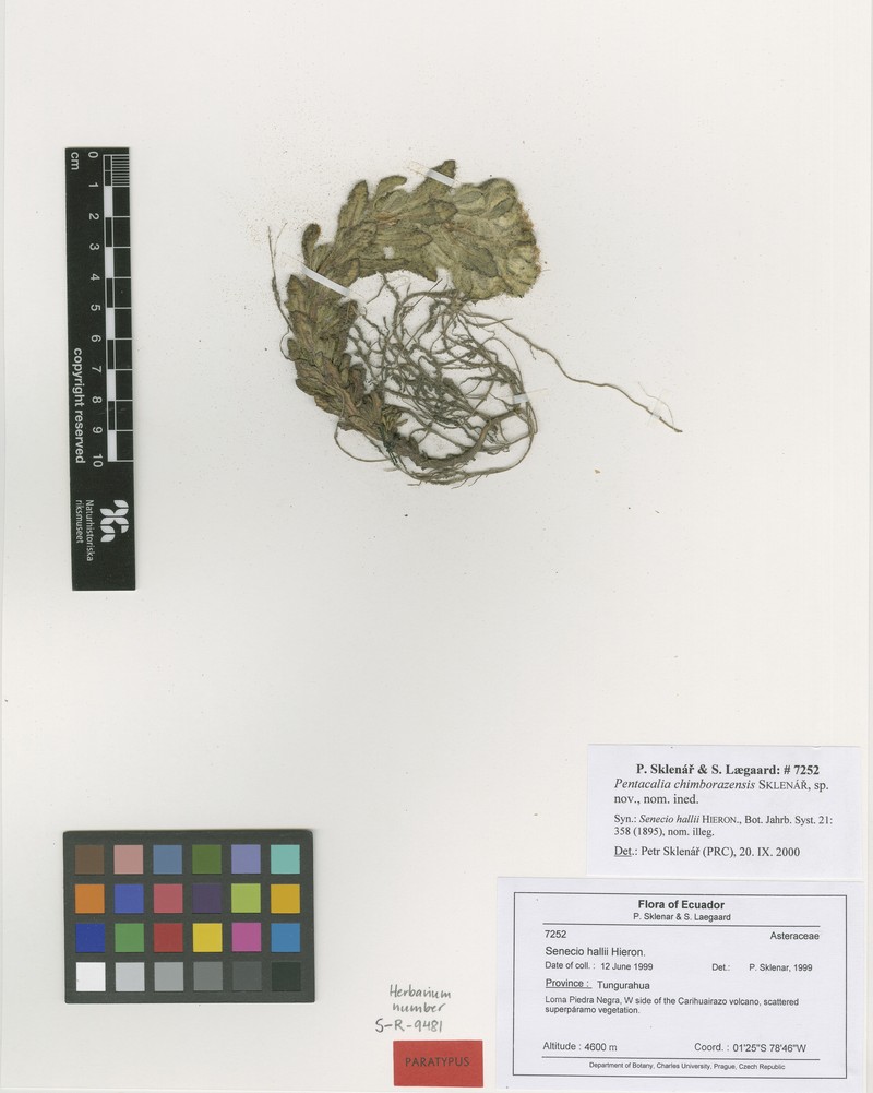 Monticalia chimborazensis photo 6