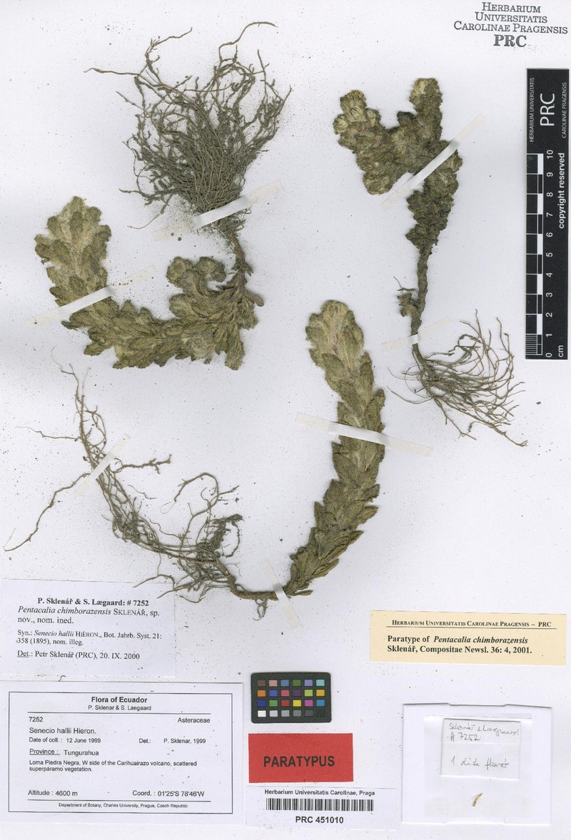 Monticalia chimborazensis photo 7