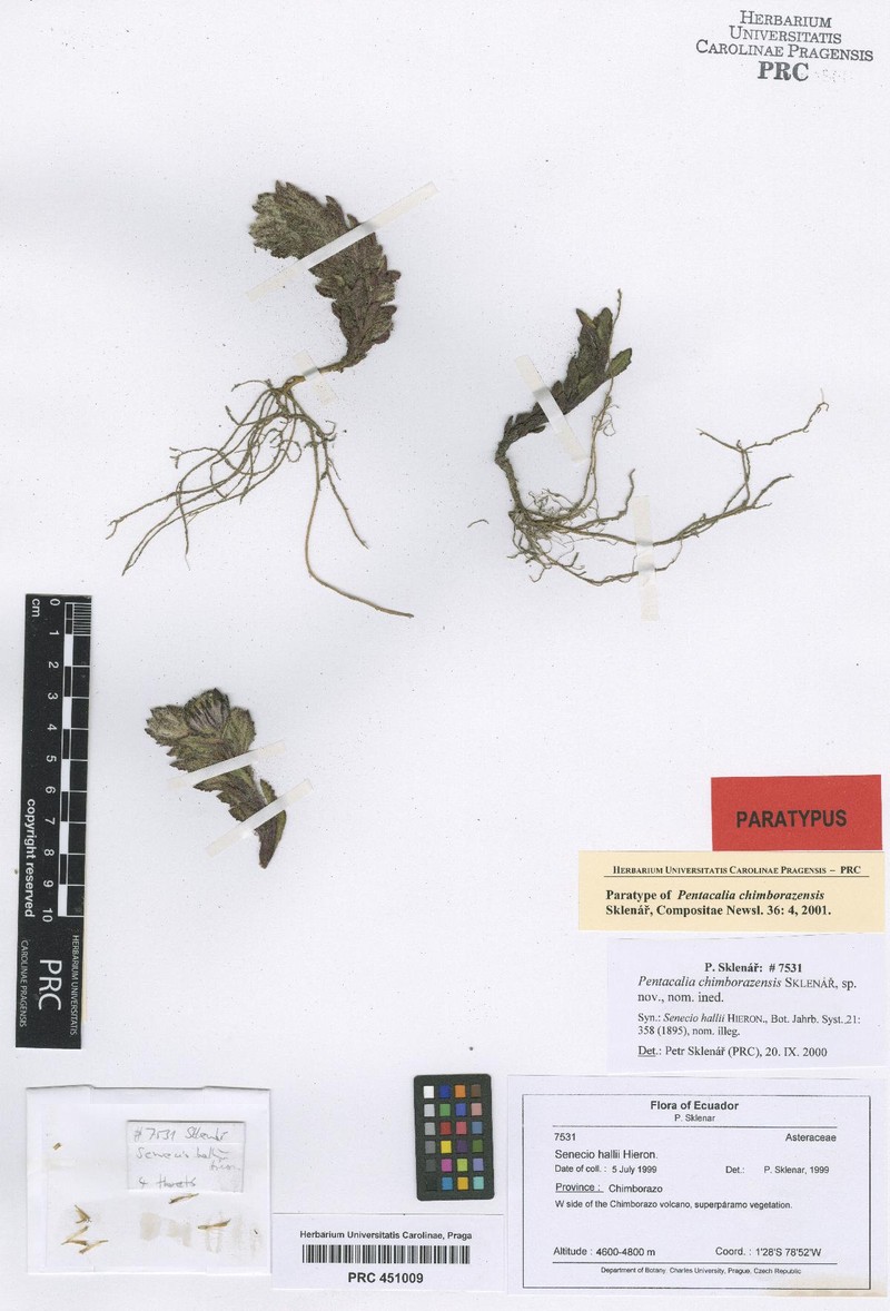 Monticalia chimborazensis photo 8