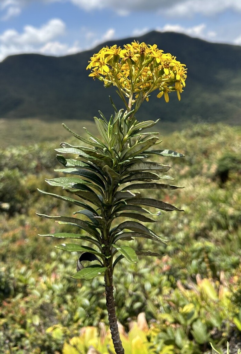 Monticalia miniaurita