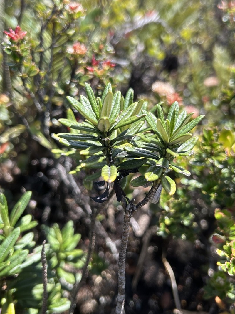 Monticalia miniaurita photo 3