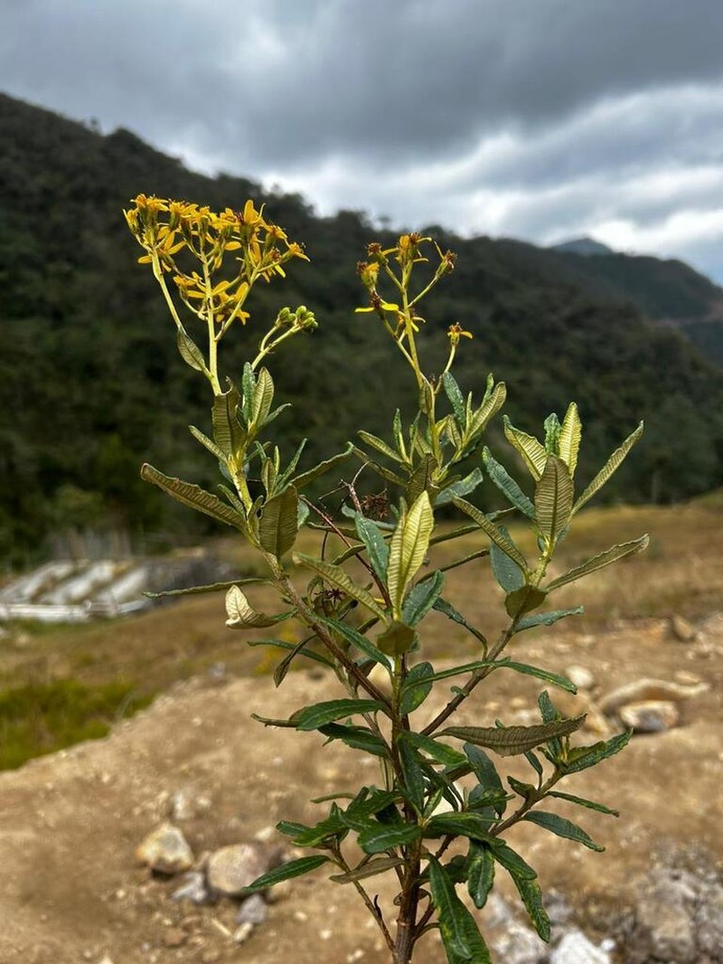 Monticalia miniaurita photo 5