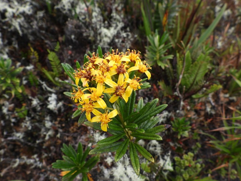 Monticalia miniaurita photo 6