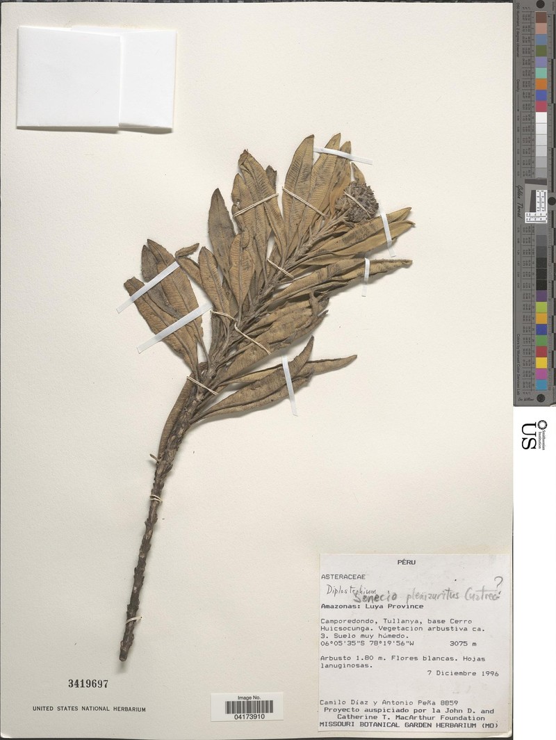 Monticalia pleniaurita