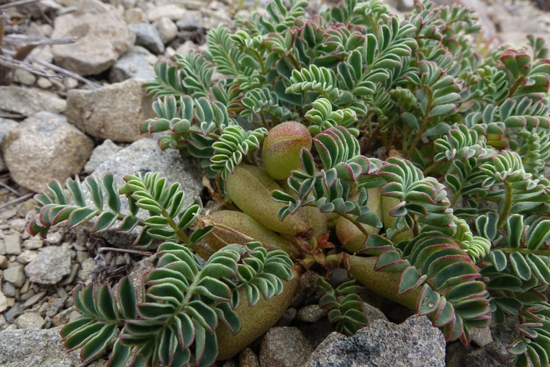 Montigena novae-zelandiae