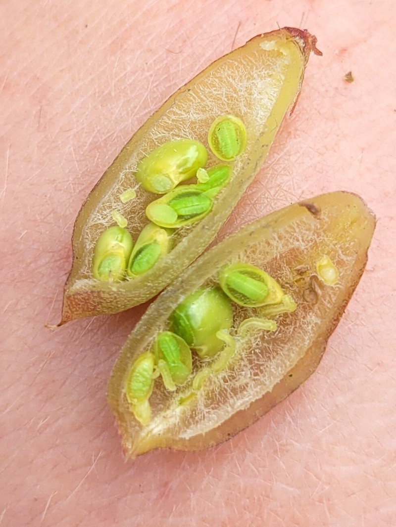 Montigena novae-zelandiae photo 2