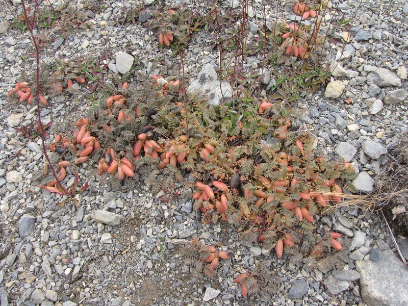 Montigena novae-zelandiae photo 4