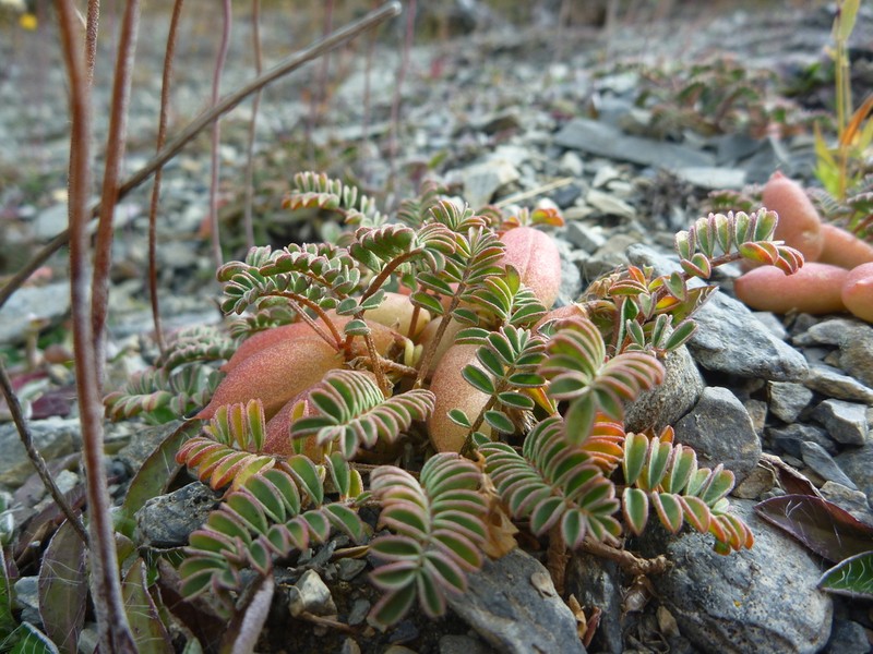 Montigena novae-zelandiae photo 5