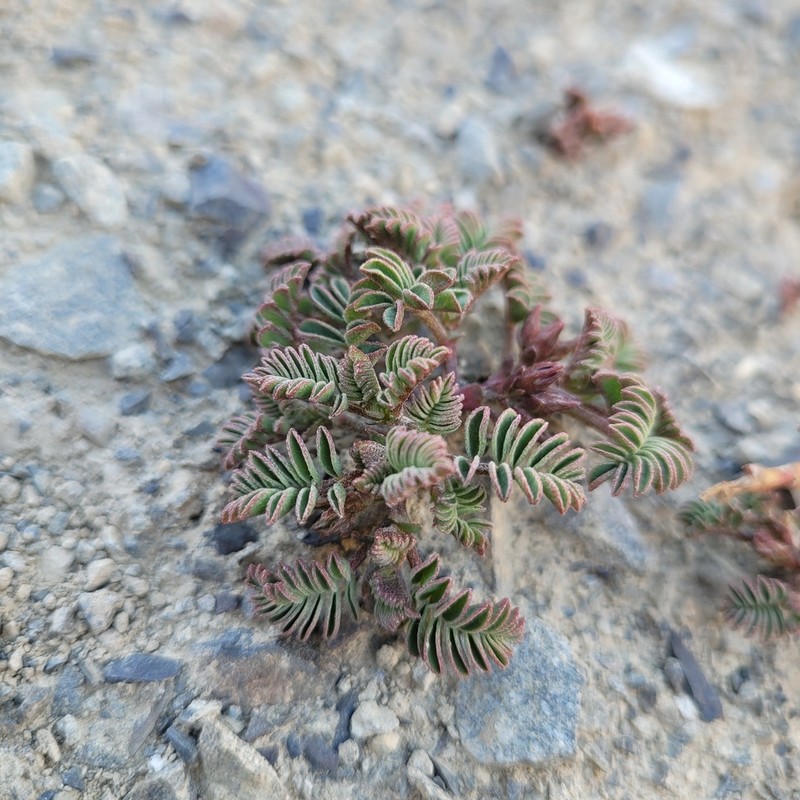 Montigena novae-zelandiae photo 6
