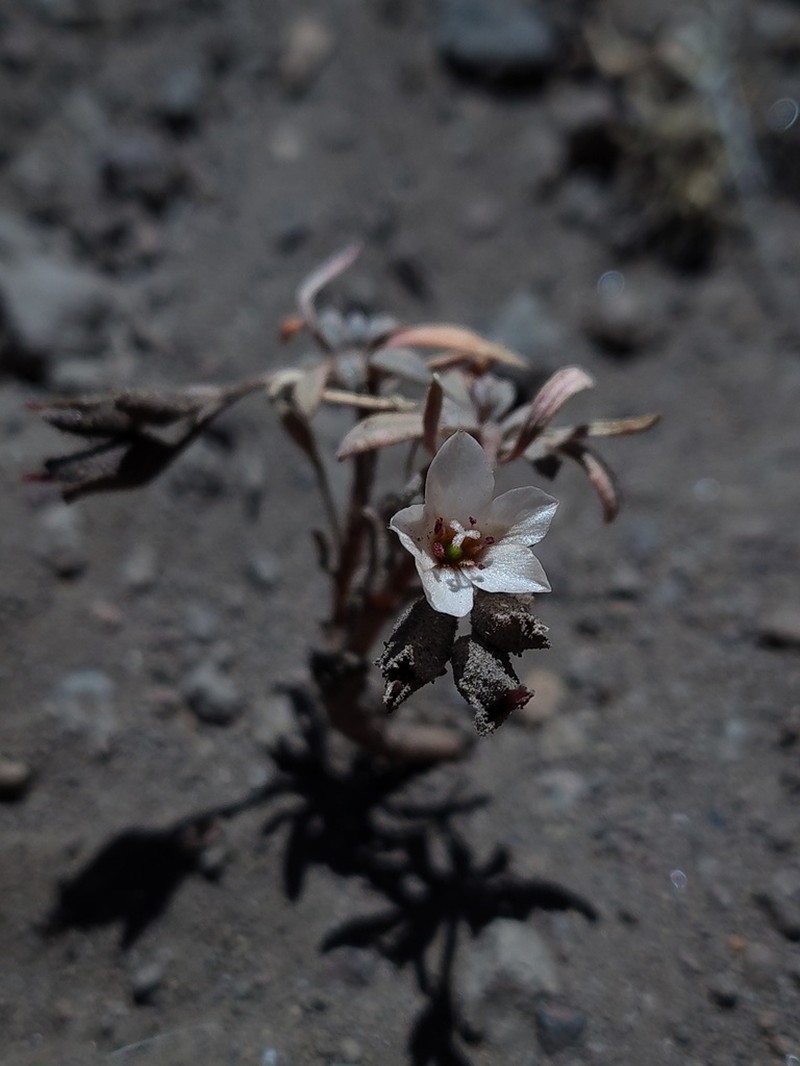 Montiopsis conferta