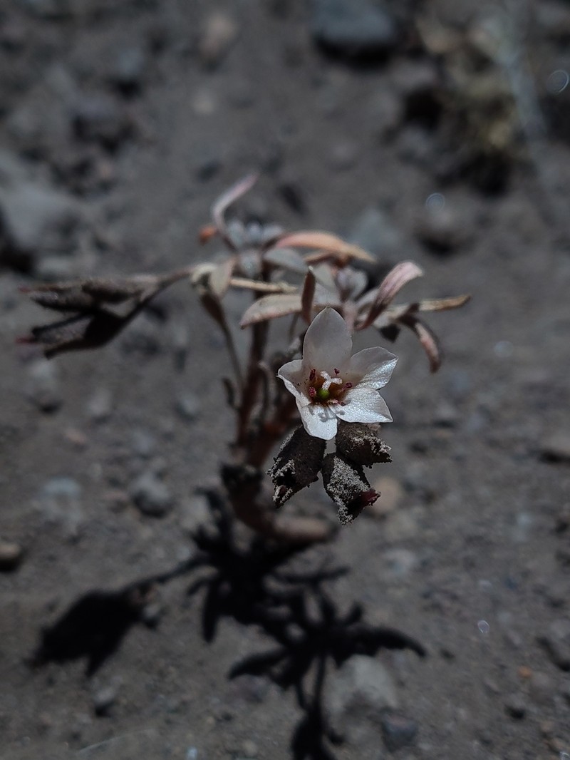 Montiopsis conferta photo 2