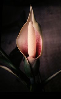 Montrichardia arborescens