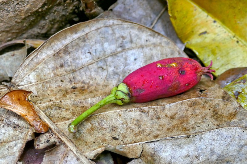 Montrouziera cauliflora photo 4