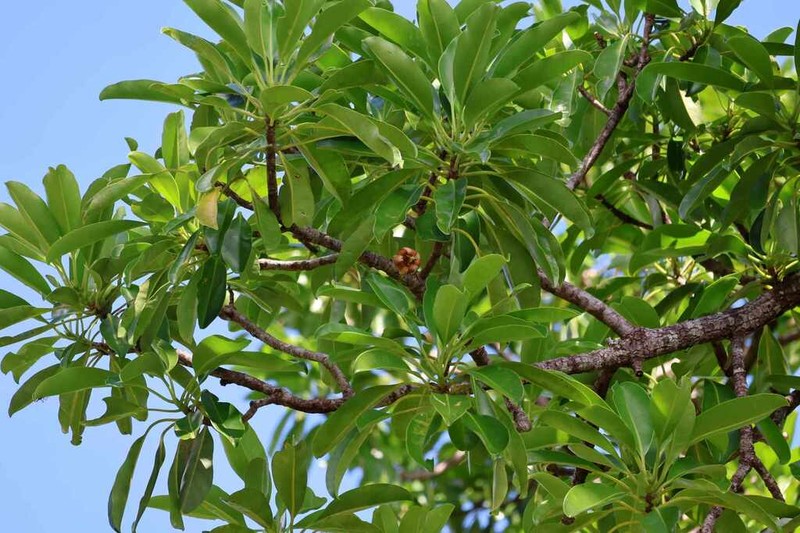 Montrouziera cauliflora photo 5
