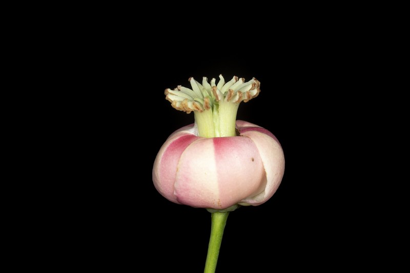 Montrouziera cauliflora photo 6