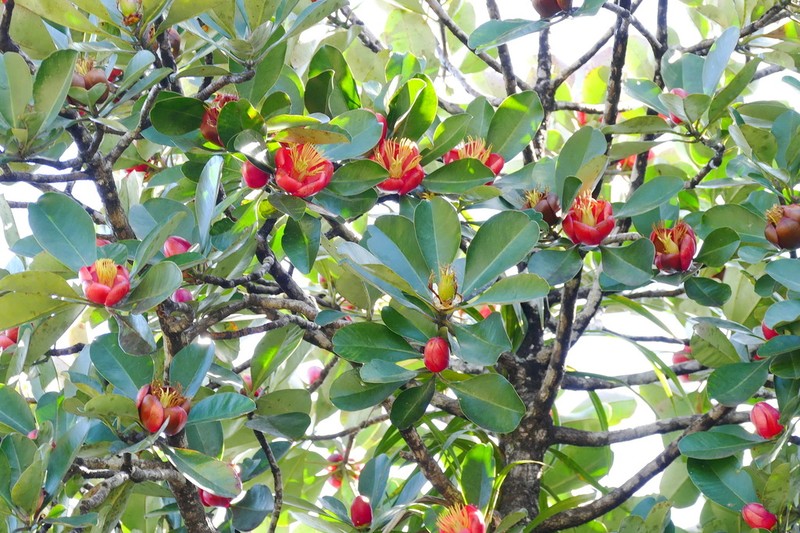 Montrouziera gabriellae