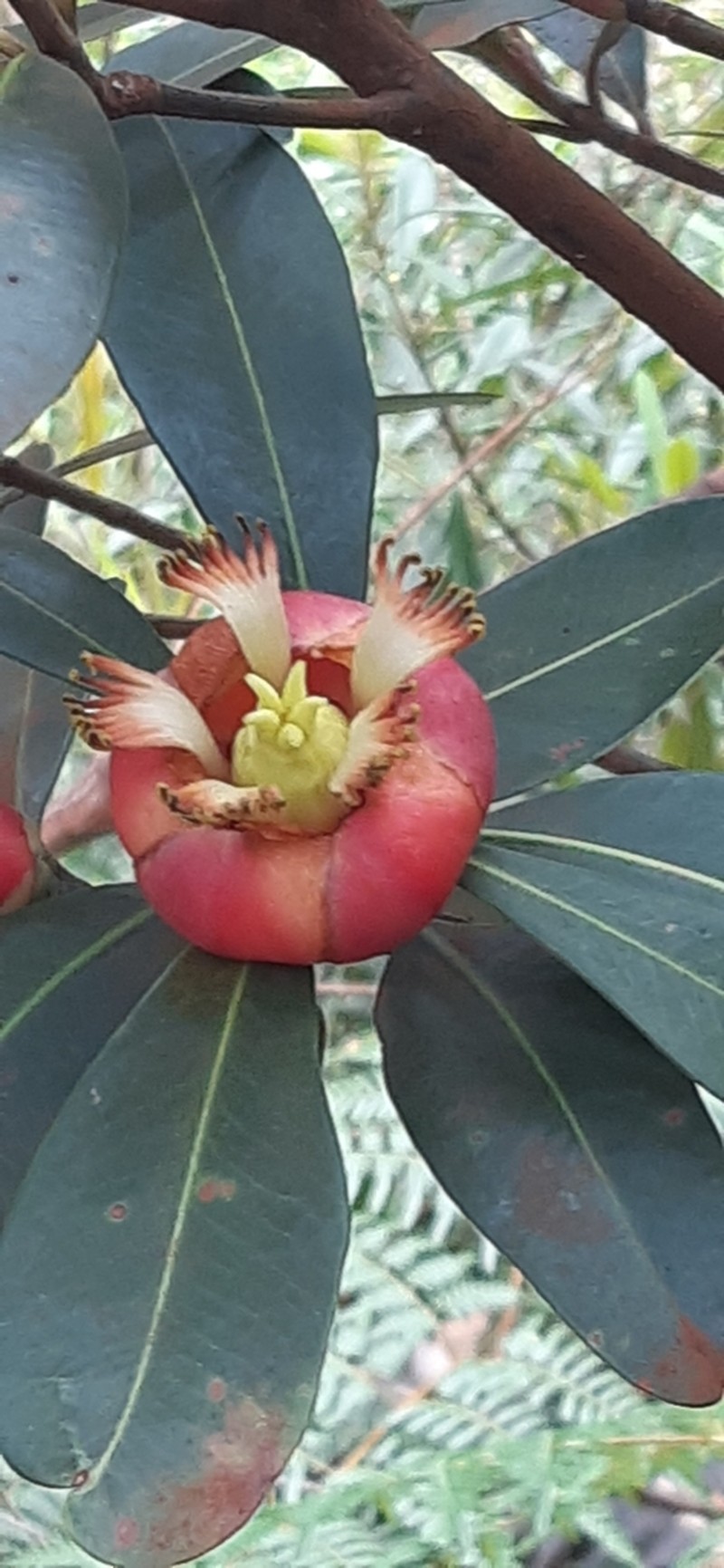 Montrouziera sphaeroidea