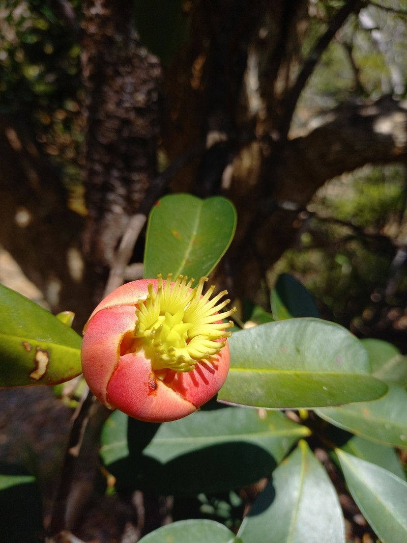 Montrouziera sphaeroidea photo 2