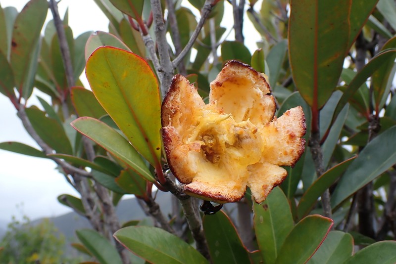 Montrouziera sphaeroidea photo 4