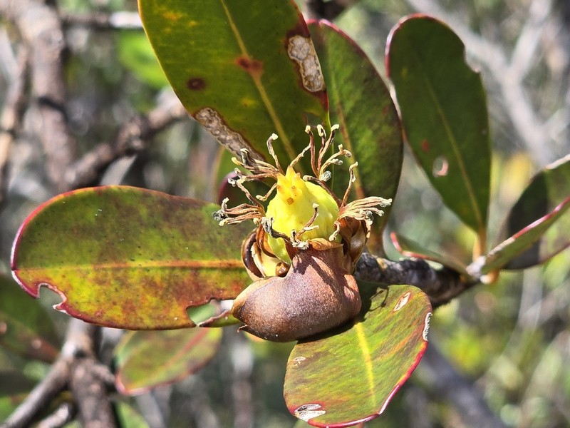 Montrouziera sphaeroidea photo 5