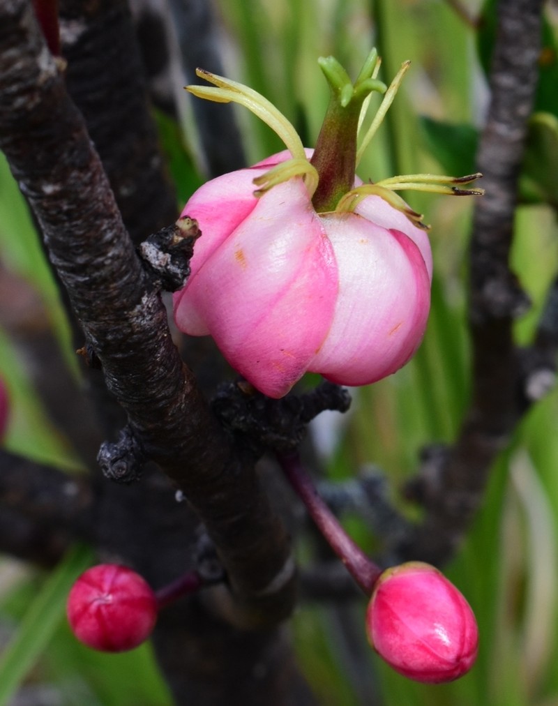 Montrouziera verticillata