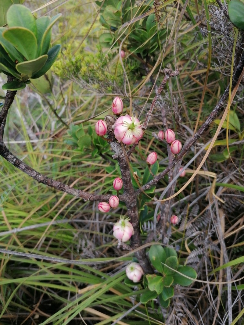 Montrouziera verticillata photo 6