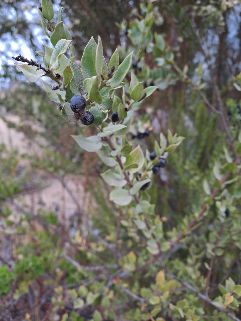 Monttea chilensis var. chilensis