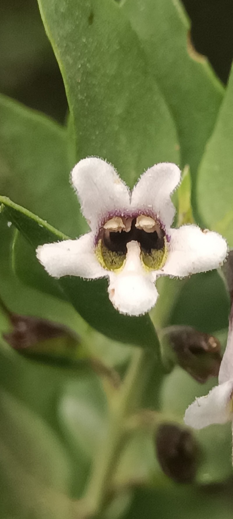 Monttea chilensis var. chilensis photo 2